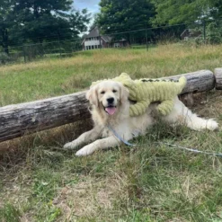 Quapas! XXL Hondenknuffel Krokodil