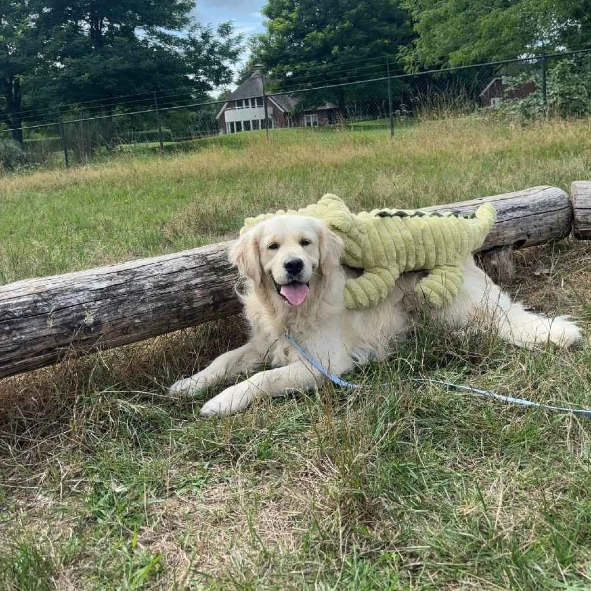 Quapas! XXL Hondenknuffel Krokodil