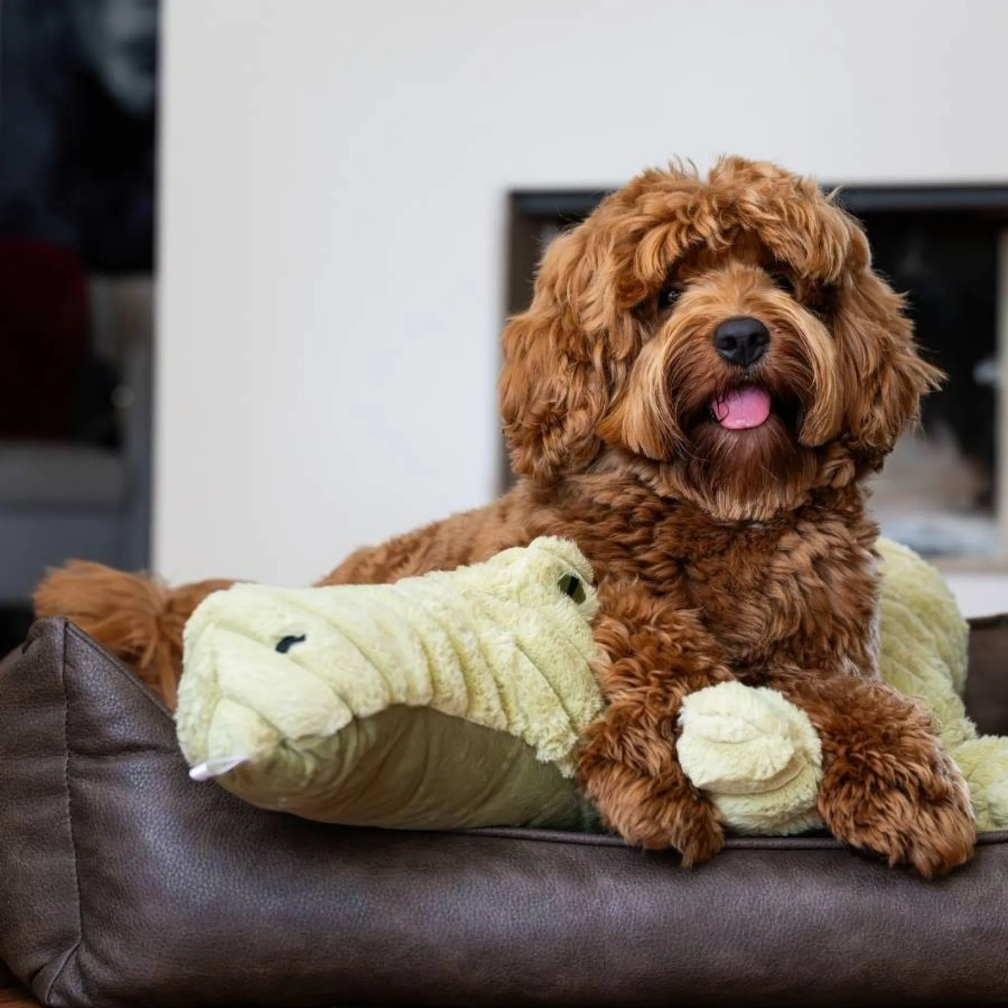Quapas! XXL Hondenknuffel Krokodil