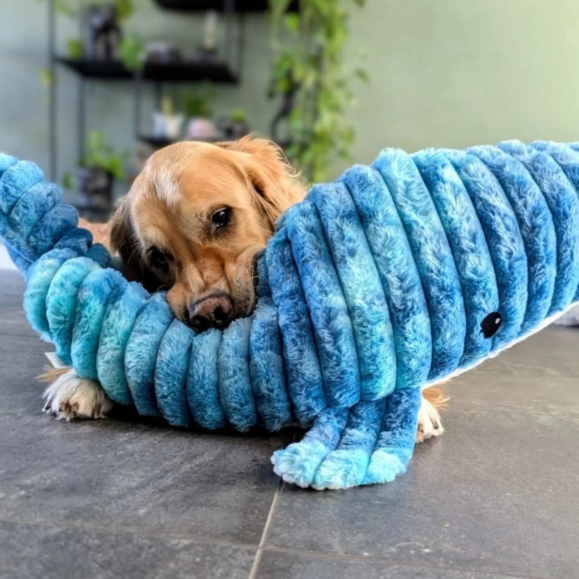 Quapas! XXL Hondenknuffel Walvis