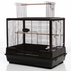 Vogelkooi Ceasar M Zwart